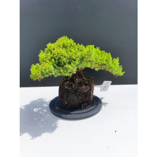 Żywe Drzewko Bonsai Jałowiec Rozesłany Procumbens 11-letni +GRATIS 480