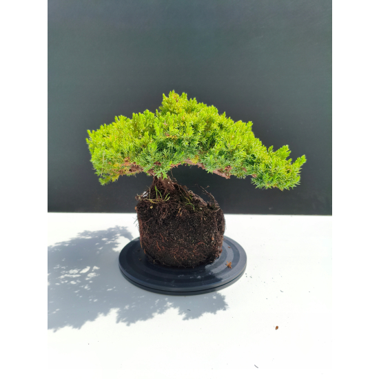 Żywe Drzewko Bonsai Jałowiec Rozesłany Procumbens 11-letni +GRATIS 480