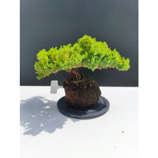 Żywe Drzewko Bonsai Jałowiec Rozesłany Procumbens 11-letni +GRATIS 480