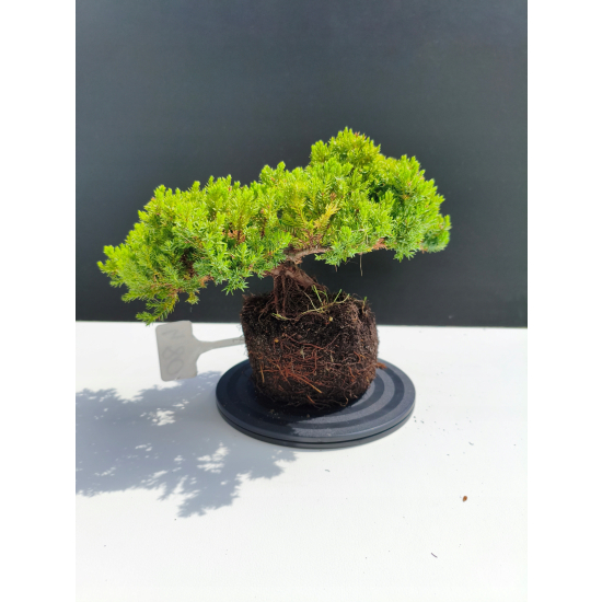 Żywe Drzewko Bonsai Jałowiec Rozesłany Procumbens 11-letni +GRATIS 480