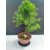 Żywe Drzewko Bonsai Modrzew Europejski Larix Decidua Prezent 11-letni 221
