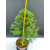 Żywe Drzewko Bonsai Modrzew Europejski Larix Decidua Prezent 11-letni 221