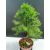 Żywe Drzewko Bonsai Modrzew Europejski Larix Decidua Prezent 11-letni 221