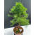 Żywe Drzewko Bonsai Modrzew Europejski Larix Decidua Prezent 11-letni 221
