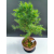 Żywe Drzewko Bonsai Modrzew Europejski Larix Decidua Prezent 11-letni 221