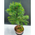 Żywe Drzewko Bonsai Modrzew Europejski Larix Decidua Prezent 11-letni 221