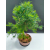 Żywe Drzewko Bonsai Modrzew Europejski Larix Decidua Prezent 11-letni 221