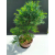 Żywe Drzewko Bonsai Modrzew Europejski Larix Decidua Prezent 11-letni 221