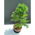Żywe Drzewko Bonsai Modrzew Europejski Larix Decidua Prezent 11-letni 221