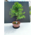 Żywe Drzewko Bonsai Modrzew Europejski Larix Decidua Prezent 11-letni 221