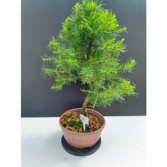 Żywe Drzewko Bonsai Modrzew Europejski Larix Decidua Prezent 11-letni 221