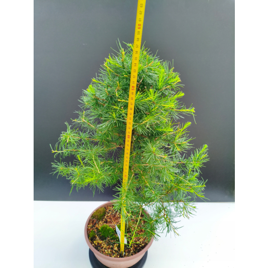 Żywe Drzewko Bonsai Modrzew Europejski Larix Decidua Prezent 11-letni 221