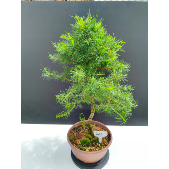 Żywe Drzewko Bonsai Modrzew Europejski Larix Decidua Prezent 11-letni 221