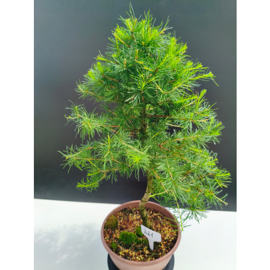 Żywe Drzewko Bonsai Modrzew Europejski Larix Decidua Prezent 11-letni 221