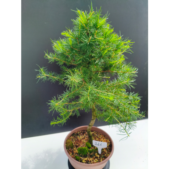 Żywe Drzewko Bonsai Modrzew Europejski Larix Decidua Prezent 11-letni 221