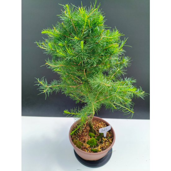 Żywe Drzewko Bonsai Modrzew Europejski Larix Decidua Prezent 11-letni 221