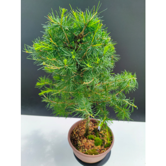 Żywe Drzewko Bonsai Modrzew Europejski Larix Decidua Prezent 11-letni 221