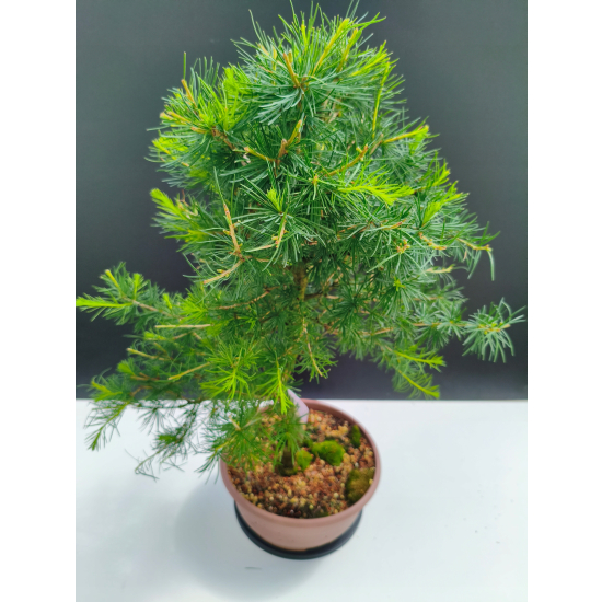 Żywe Drzewko Bonsai Modrzew Europejski Larix Decidua Prezent 11-letni 221
