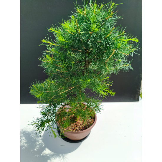 Żywe Drzewko Bonsai Modrzew Europejski Larix Decidua Prezent 11-letni 221