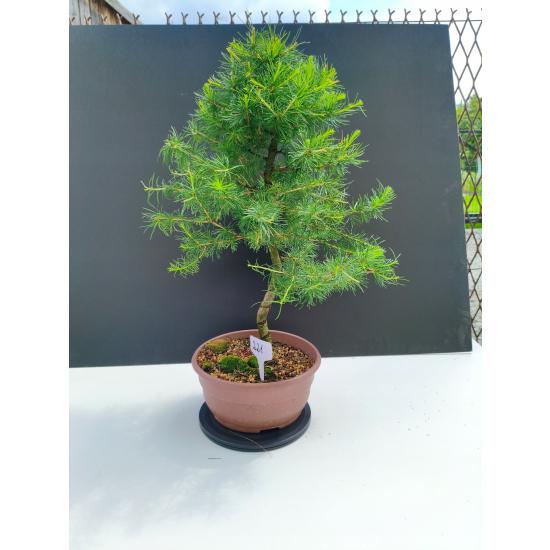 Żywe Drzewko Bonsai Modrzew Europejski Larix Decidua Prezent 11-letni 221