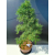 Żywe Drzewko Bonsai Modrzew Europejski Larix Decidua Prezent 11-letni 222