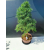 Żywe Drzewko Bonsai Modrzew Europejski Larix Decidua Prezent 11-letni 222