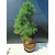 Żywe Drzewko Bonsai Modrzew Europejski Larix Decidua Prezent 11-letni 222