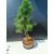 Żywe Drzewko Bonsai Modrzew Europejski Larix Decidua Prezent 11-letni 222