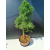 Żywe Drzewko Bonsai Modrzew Europejski Larix Decidua Prezent 11-letni 222
