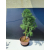 Żywe Drzewko Bonsai Modrzew Europejski Larix Decidua Prezent 11-letni 222