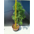 Żywe Drzewko Bonsai Modrzew Europejski Larix Decidua Prezent 11-letni 222