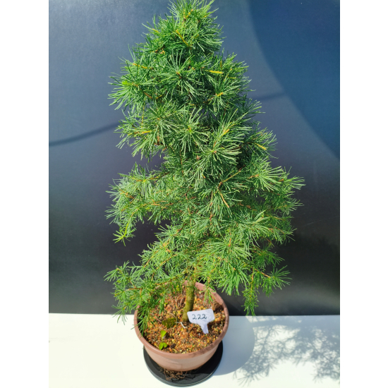 Żywe Drzewko Bonsai Modrzew Europejski Larix Decidua Prezent 11-letni 222