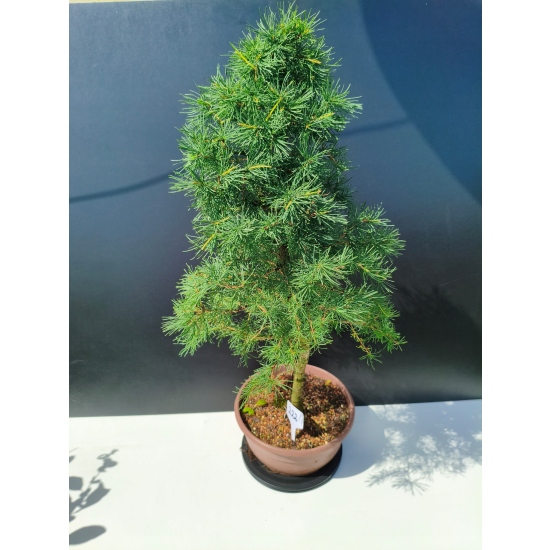 Żywe Drzewko Bonsai Modrzew Europejski Larix Decidua Prezent 11-letni 222