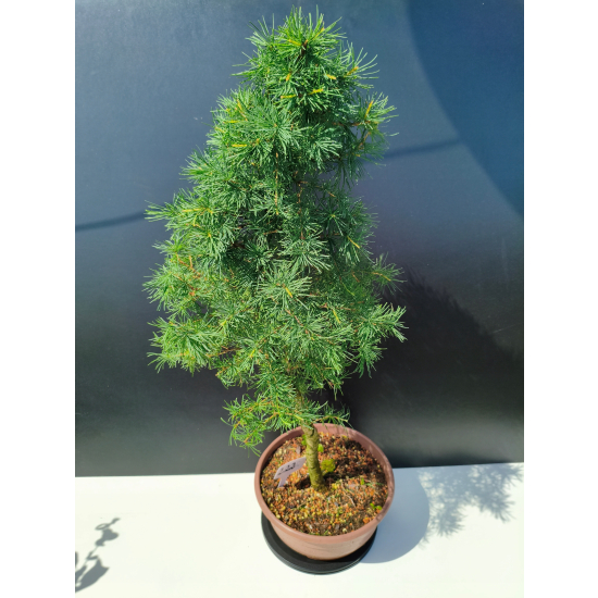 Żywe Drzewko Bonsai Modrzew Europejski Larix Decidua Prezent 11-letni 222