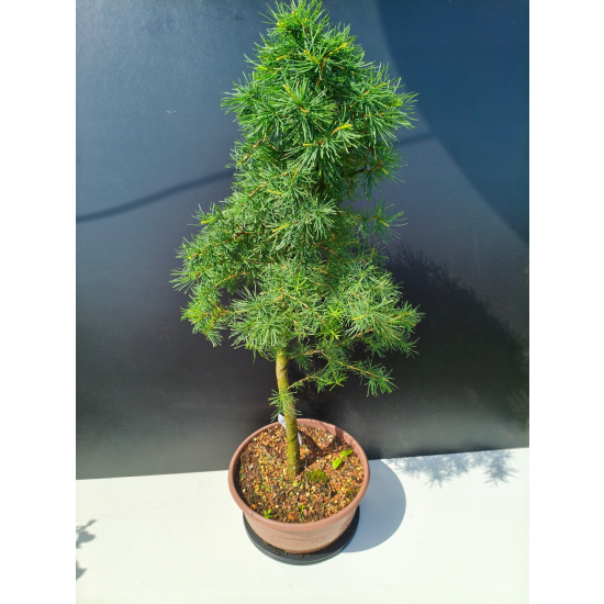 Żywe Drzewko Bonsai Modrzew Europejski Larix Decidua Prezent 11-letni 222