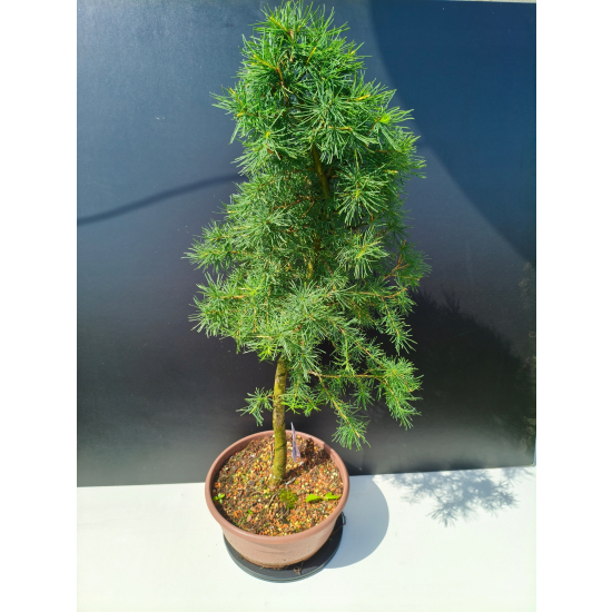 Żywe Drzewko Bonsai Modrzew Europejski Larix Decidua Prezent 11-letni 222