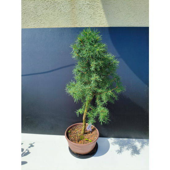 Żywe Drzewko Bonsai Modrzew Europejski Larix Decidua Prezent 11-letni 222