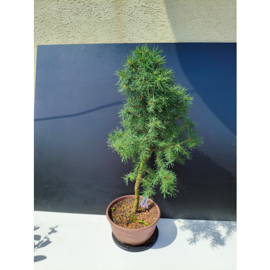 Żywe Drzewko Bonsai Modrzew Europejski Larix Decidua Prezent 11-letni 222