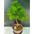 Żywe Drzewko Bonsai Modrzew Europejski Larix Decidua Prezent 11-letni 220