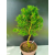 Żywe Drzewko Bonsai Modrzew Europejski Larix Decidua Prezent 11-letni 220