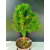 Żywe Drzewko Bonsai Modrzew Europejski Larix Decidua Prezent 11-letni 220