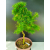 Żywe Drzewko Bonsai Modrzew Europejski Larix Decidua Prezent 11-letni 220