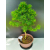 Żywe Drzewko Bonsai Modrzew Europejski Larix Decidua Prezent 11-letni 220
