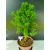 Żywe Drzewko Bonsai Modrzew Europejski Larix Decidua Prezent 11-letni 220