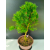 Żywe Drzewko Bonsai Modrzew Europejski Larix Decidua Prezent 11-letni 220