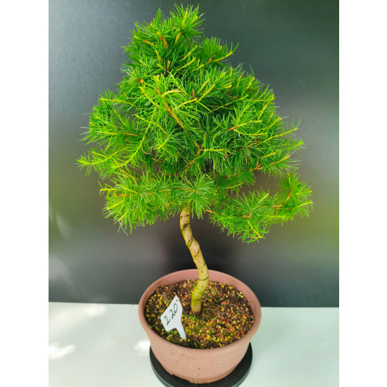 Żywe Drzewko Bonsai Modrzew Europejski Larix Decidua Prezent 11-letni 220