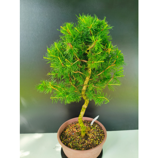 Żywe Drzewko Bonsai Modrzew Europejski Larix Decidua Prezent 11-letni 220