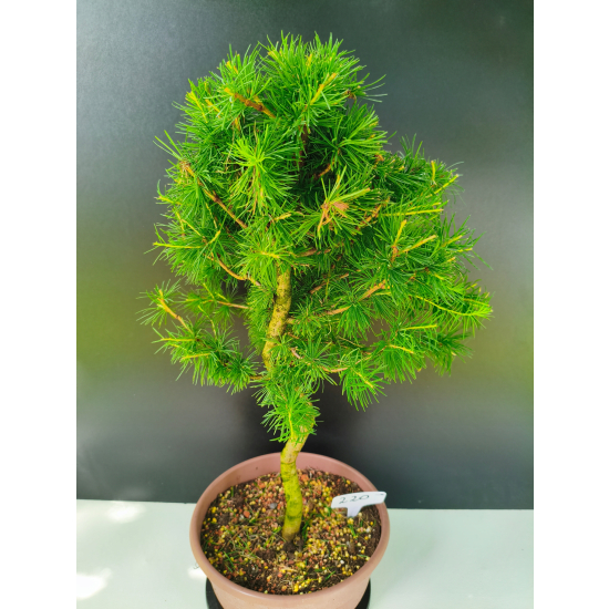 Żywe Drzewko Bonsai Modrzew Europejski Larix Decidua Prezent 11-letni 220
