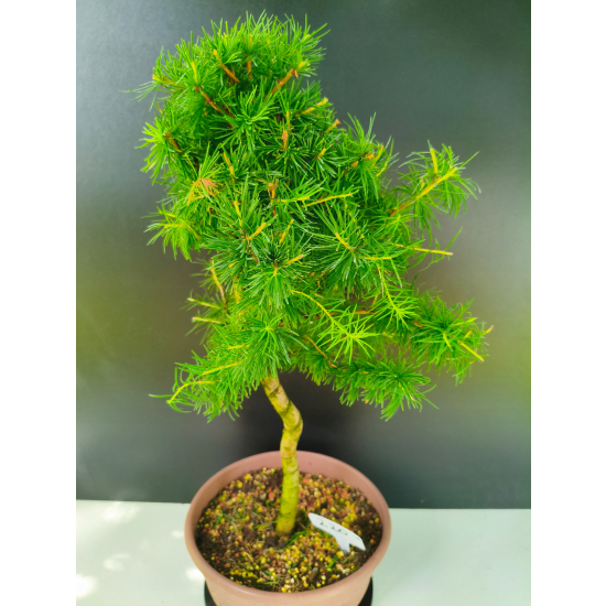Żywe Drzewko Bonsai Modrzew Europejski Larix Decidua Prezent 11-letni 220