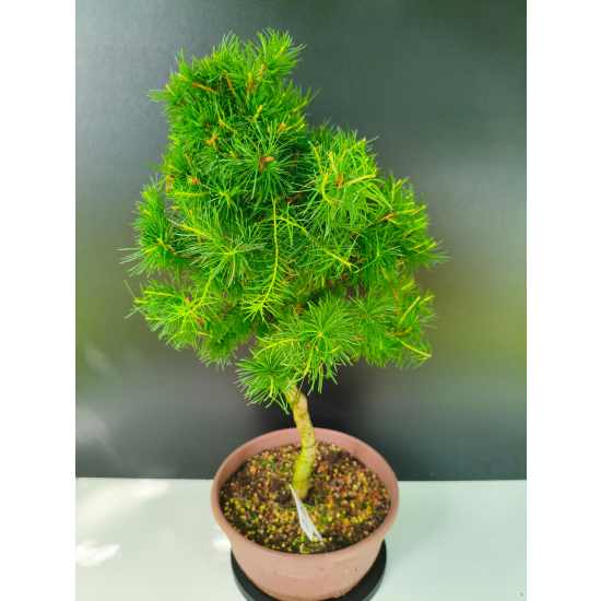 Żywe Drzewko Bonsai Modrzew Europejski Larix Decidua Prezent 11-letni 220